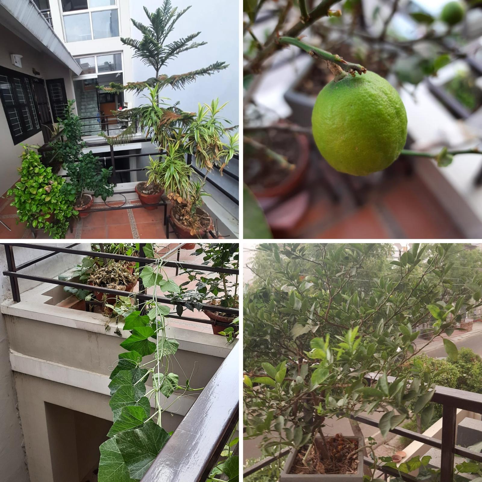 Plants planted by Shashank